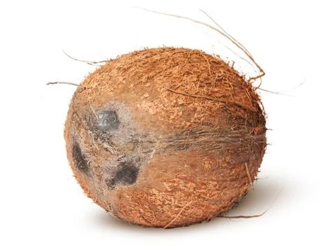 Closeup of coconut rotated Stock Photos