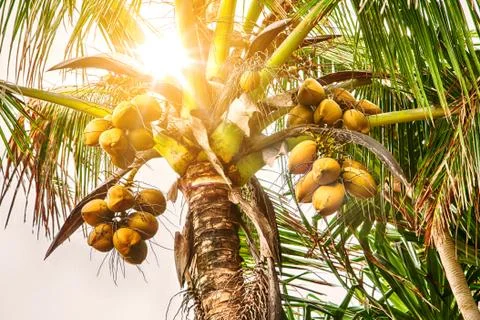Closeup of coconut tree with coconuts Stock-Fotos