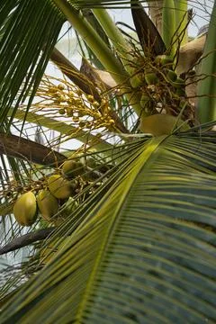Closeup of coconut tree, with nuts, Mahe Seychelles Stock Photos