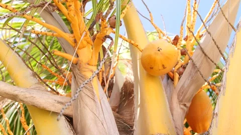 Closeup of coconuts hanging in palm tree Stock Footage 177013586