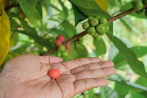 Closeup of coffee bean fruit on tree in farmer hand Stock Photos