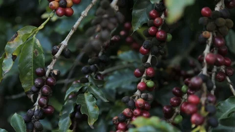 Closeup on coffee beans Stock Footage 113290228