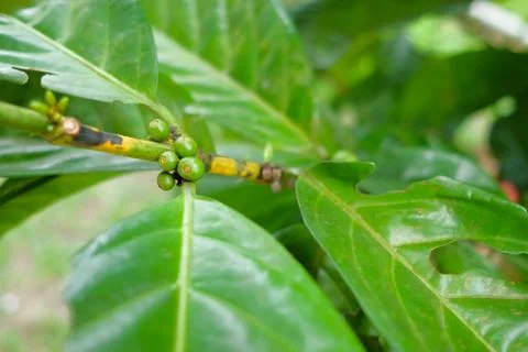 Closeup of coffee beans fruit on tree in farm Stock Photos