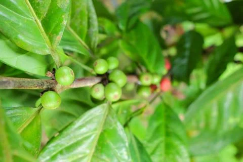 Closeup of coffee beans fruit on tree in farm Foto stock
