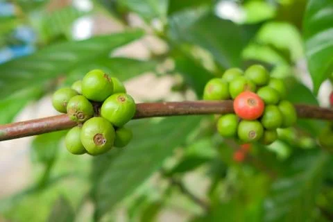 Closeup of coffee beans fruit on tree in farm Stock Photos