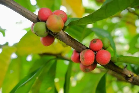 Closeup of coffee beans fruit on tree in farm Stock Photos