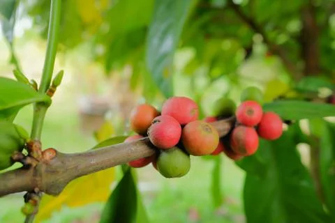 Closeup of coffee beans fruit on tree in farm Stock Photos
