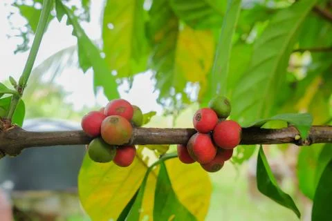 Closeup of coffee beans fruit on tree in farm Stock Photos