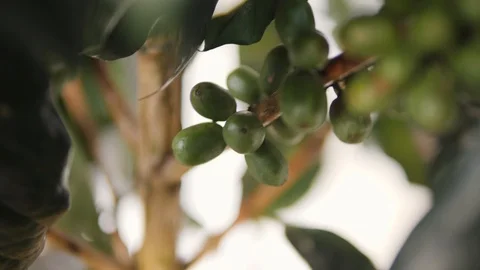 Closeup Coffee Berries Beans on a Tree Branch. 4K, Slowmotion. Bali, Indonesia. Stock Footage 87649512