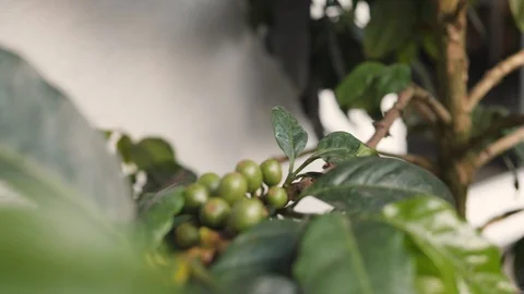 Closeup Coffee Berries Beans on a Tree Branch in Home Garden. 4K, Slowmotion Stock Footage 87649581