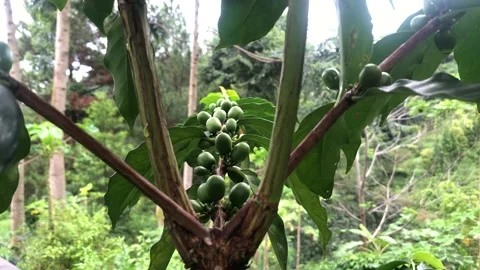 Closeup Coffee Bunch On Tree Stock Footage 216909731