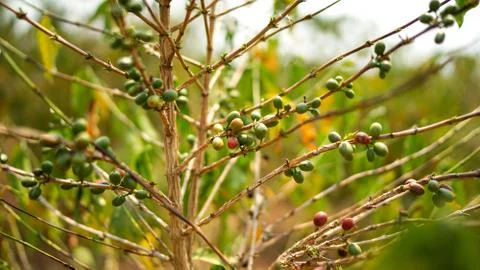 Closeup of a coffee bush with green and ripe beans in Africa Stock Photos