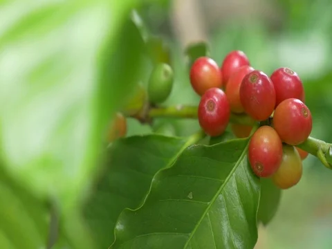 Closeup coffee cherries (beans) ripening on a coffee tree branch Stock Footage 80157356
