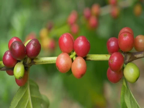 Closeup coffee cherries (beans) ripening on a coffee tree branch Stock Footage 80157363
