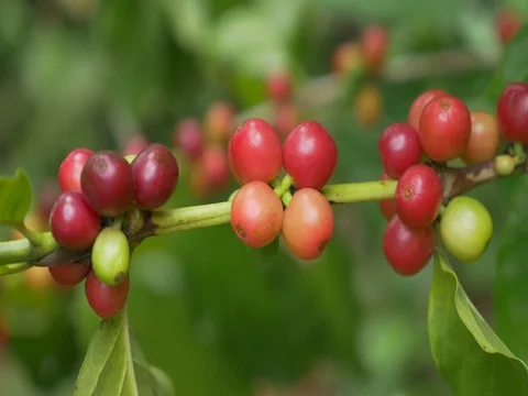Closeup coffee cherries (beans) ripening on a coffee tree branch Stock Footage 80157368