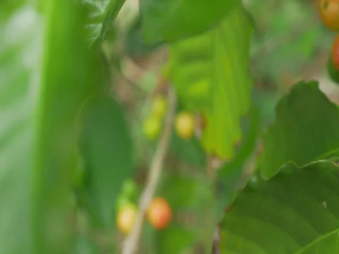 Closeup coffee cherries (beans) ripening on a coffee tree branch Stock Footage 80179610