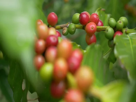 Closeup coffee cherries (beans) ripening on a coffee tree branch Stock Footage 80179612