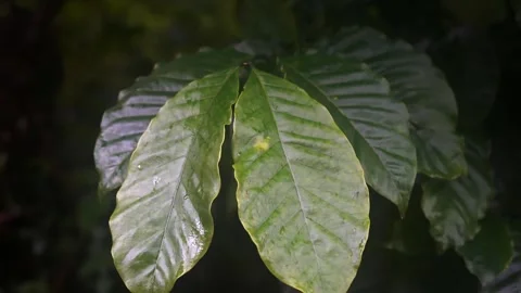 Closeup of coffee leaf 库存影片 246908753