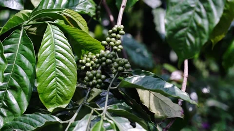 Closeup of coffee tree leaves and green coffee beans 库存影片 252670914