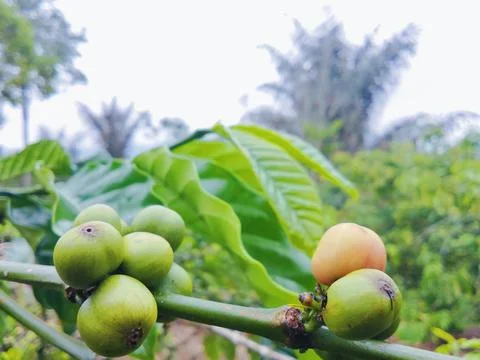 Closeup coffee tree Stock Photos