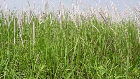 Closeup of cogon grass Vidéo 334002487