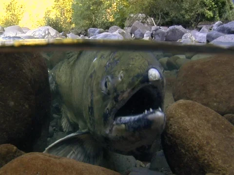 Closeup of coho salmon in a stream Video stock 544488
