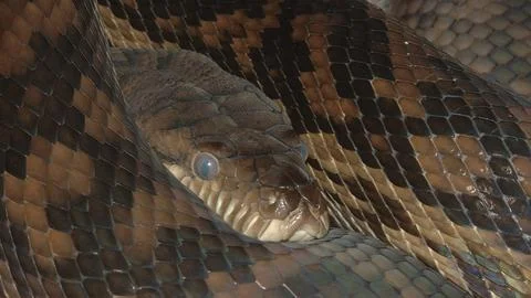 Closeup of coiled up Australian Scrub Python, Morelia amethistina kinghorni. The Stock Photos