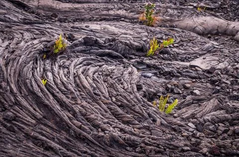 Closeup of cold lava pattern with plants Patterns formed by a lava flow ar... Foto stock