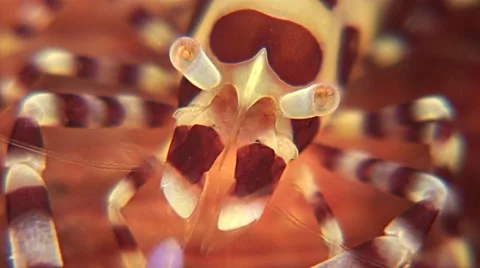 Closeup of a Coleman shrimp Stock Footage 42017057