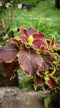 Closeup coleus Stock Photos