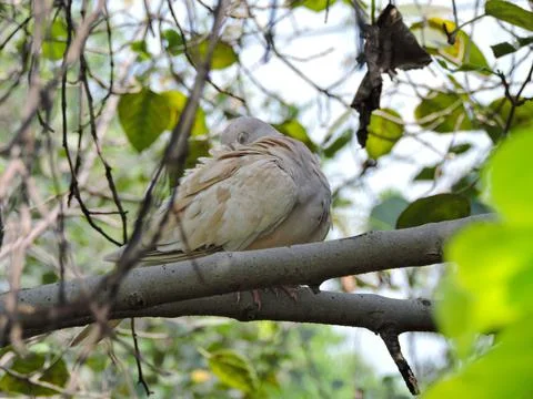 Closeup Collared Dove sleeping nestled among green leaves Stock Photos