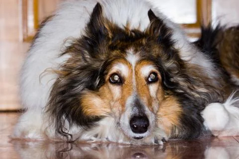 Closeup of a Collie Stock Photos