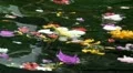 Closeup of colored flowers in holy water Bali Indonesia HD Footage