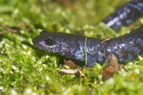 Closeup on the colorful and rare Blue-spotted mole salamander, Ambystoma lateral Stock Photos