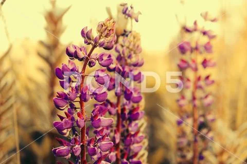 Closeup of a colorful garden of blooming Lupine flowers Stock Photos