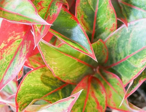 Closeup colorful leaf texture background Stock Photos