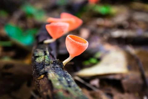 Closeup of Colorful mushroom or Champagne mushroom in rain forest, Thailand.  Stock Photos
