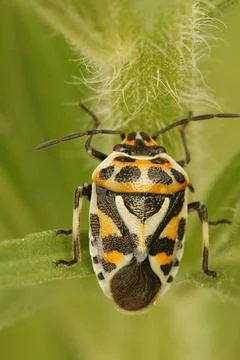 Closeup of the colorful shield bug, Eurydema ornata in green leafs Stock Photos