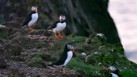 A closeup colorful small puffins nesting on a tiny rocky island Stock Footage 81806099
