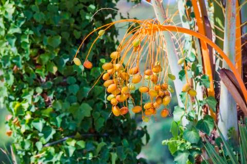 Closeup of colourful dates clusters.  Branch of date palms. Stock Photos