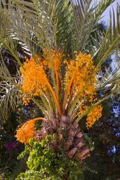 Closeup of colourful dates clusters.  Branch of date palms. Stock Photos