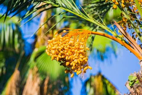 Closeup of colourful dates clusters.  Branches of date palms under blue sky. Stock Photos