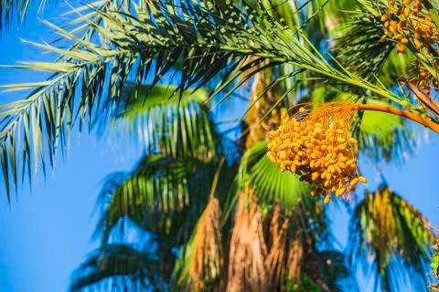 Closeup of colourful dates clusters.  Branches of date palms under blue sky. Stock Photos