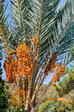 Closeup of colourful dates clusters.  Branches of date palms under blue sky. Stock Photos