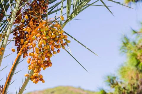 Closeup of colourful dates clusters.  Branches of date palms under blue sky. Stock Photos