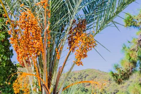 Closeup of colourful dates clusters.  Branches of date palms under blue sky. Stock Photos