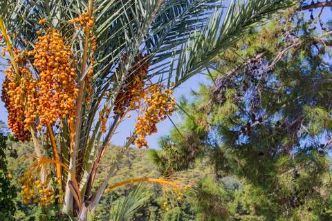 Closeup of colourful dates clusters.  Branches of date palms under blue sky. Stock Photos