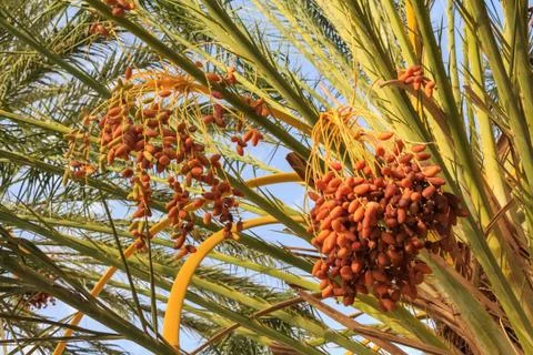 Closeup of colourful dates Stock Photos
