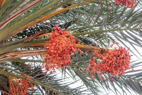 Closeup of colourful dates Foto stock