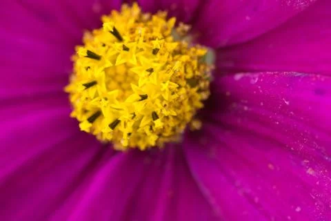 Closeup of a colourful flower Stock Photos